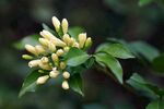 茉莉花