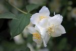 茉莉花
