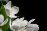 茉莉花