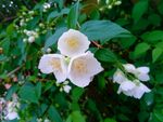 茉莉花