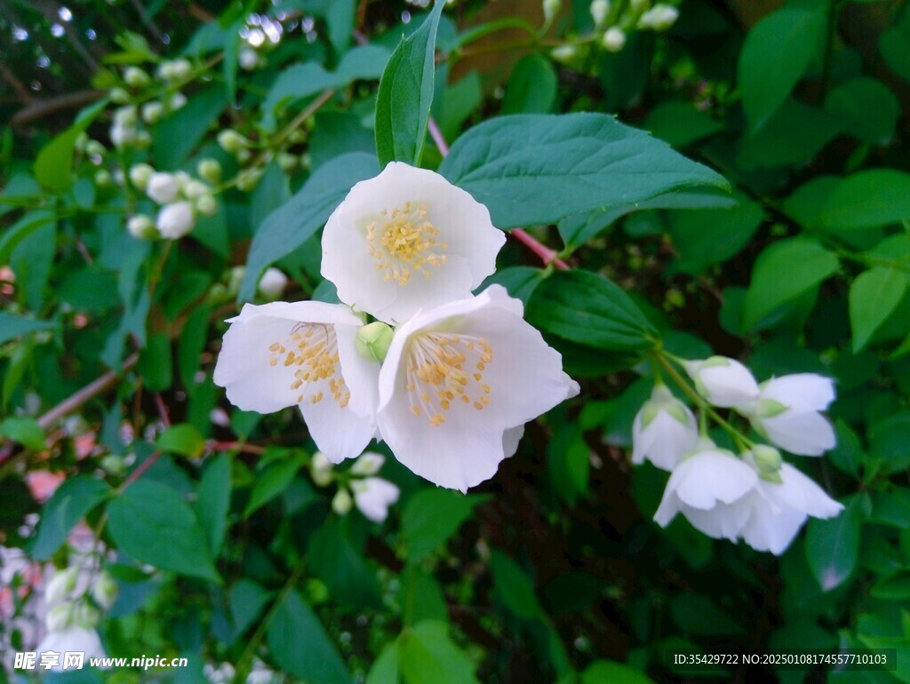 茉莉花