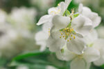茉莉花