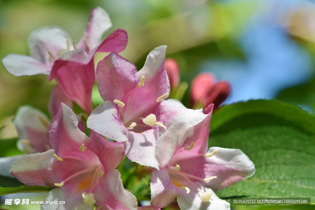 茉莉花