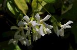 茉莉花