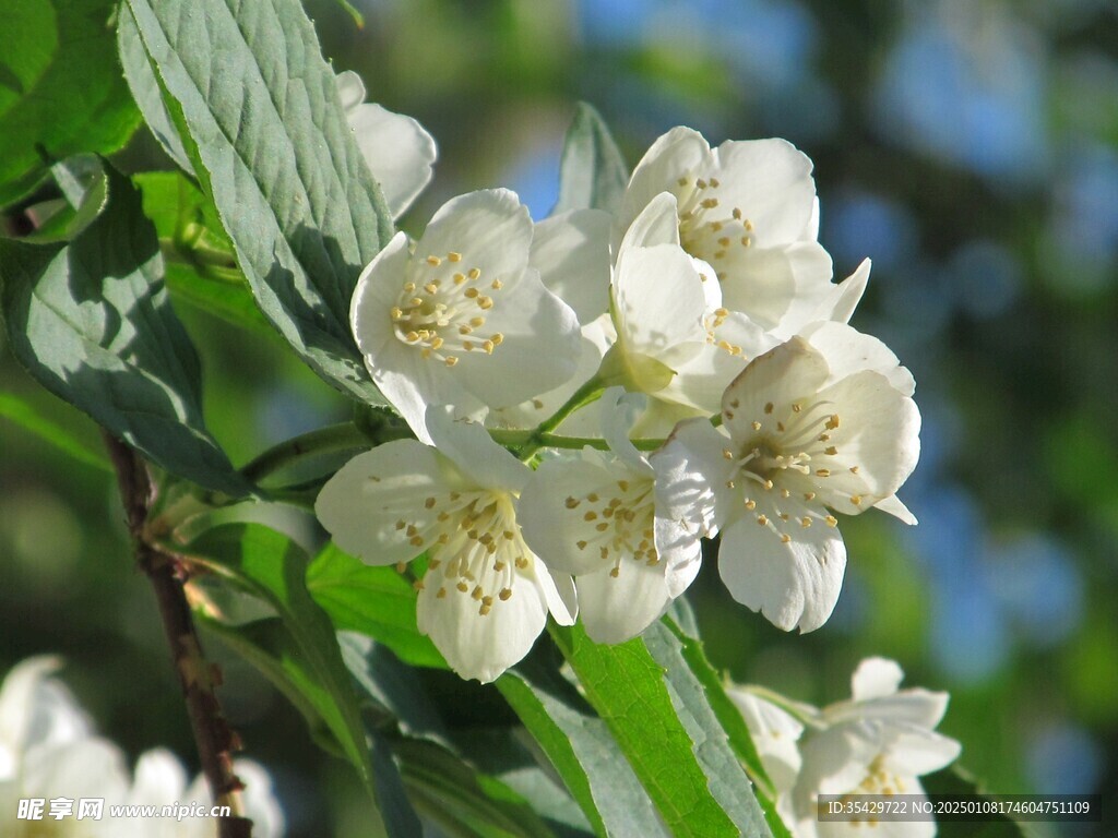 茉莉花
