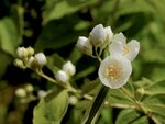 茉莉花