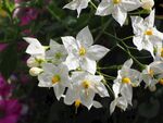 茉莉花