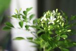 茉莉花