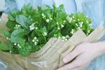 茉莉花