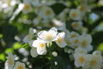 茉莉花