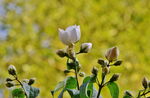 茉莉花