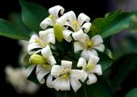 茉莉花