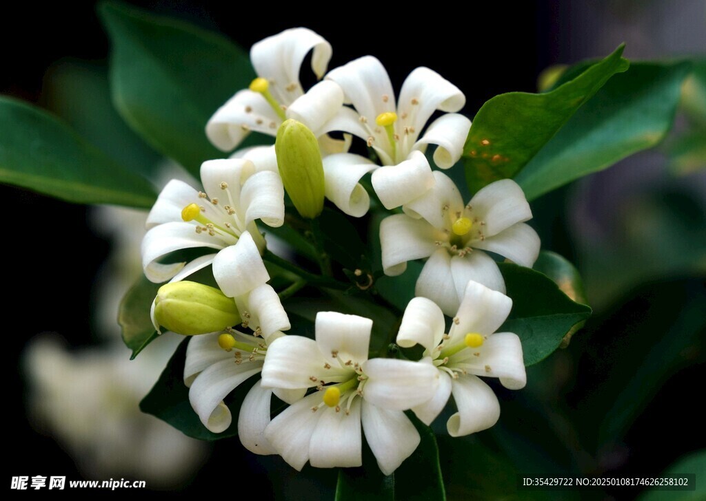 茉莉花