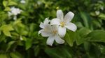 茉莉花