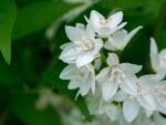 茉莉花