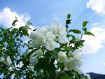 茉莉花