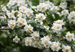 茉莉花