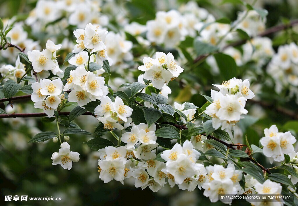 茉莉花