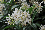 茉莉花