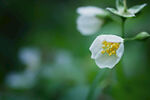 茉莉花