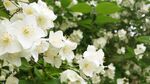 茉莉花