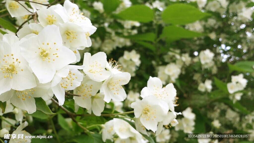 茉莉花