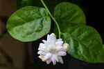 茉莉花