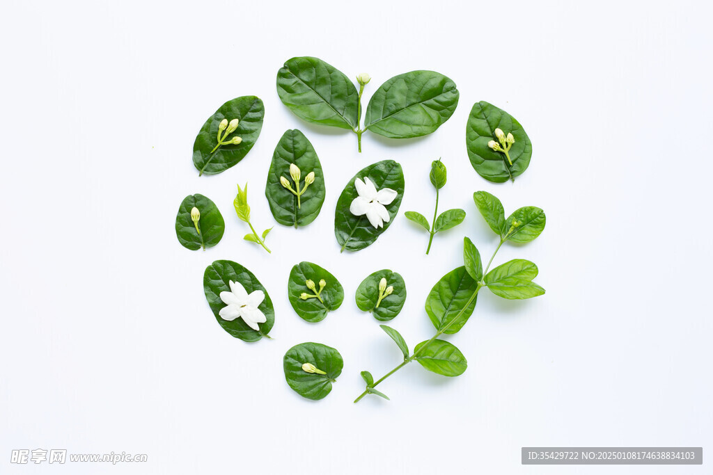 茉莉花