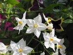茉莉花