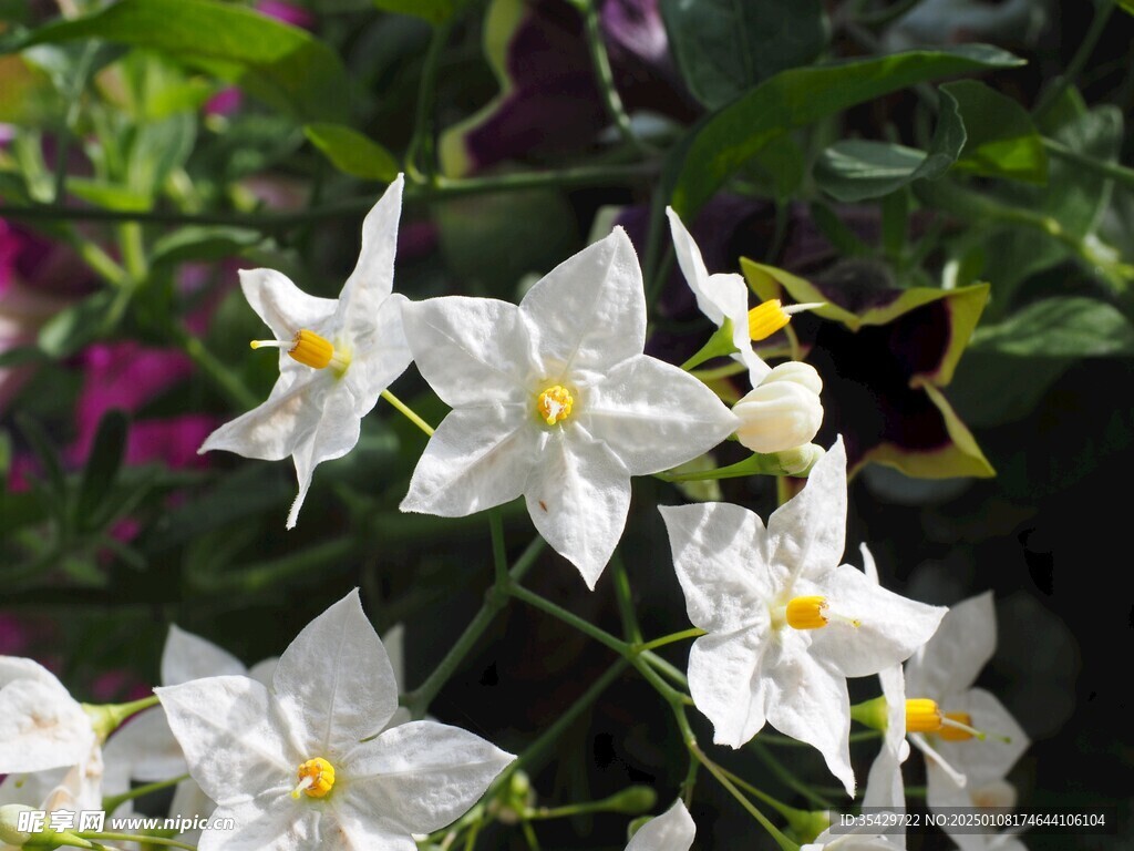 茉莉花