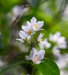 茉莉花