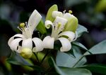 茉莉花