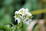 茉莉花