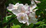 茉莉花