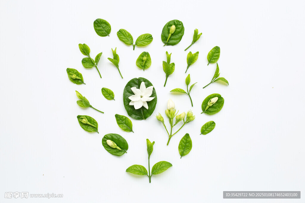 茉莉花