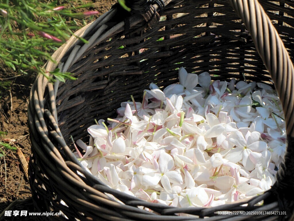 茉莉花