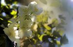 茉莉花