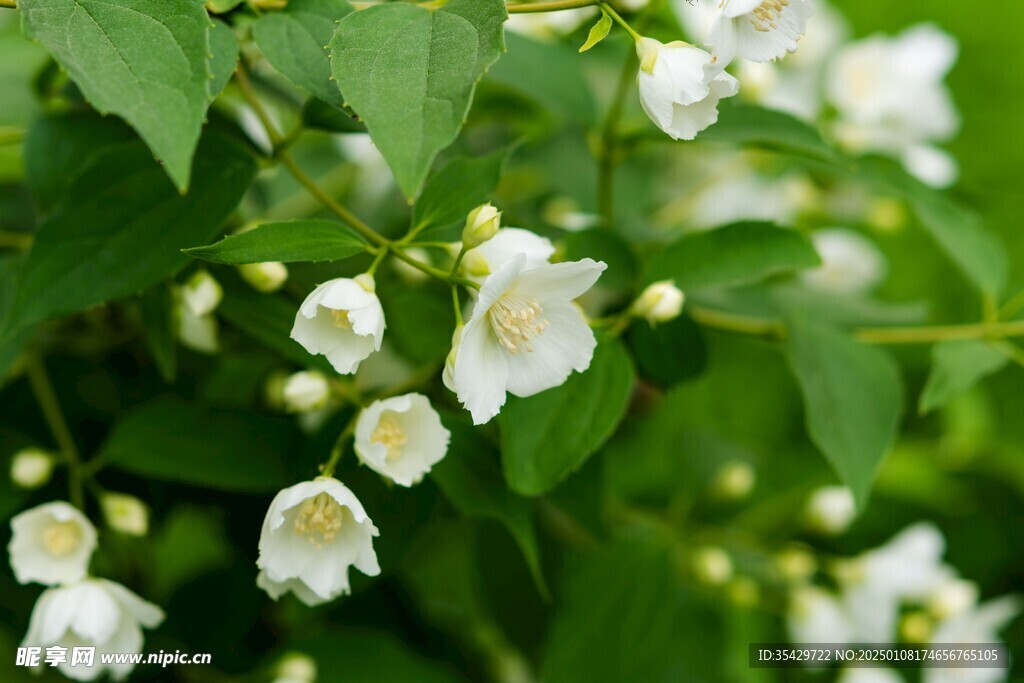 茉莉花