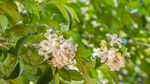 茉莉花