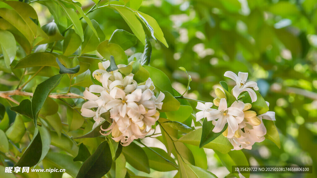 茉莉花