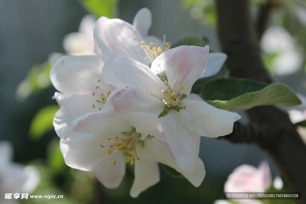 茉莉花
