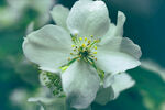 茉莉花