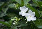 茉莉花