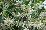 茉莉花