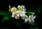 茉莉花