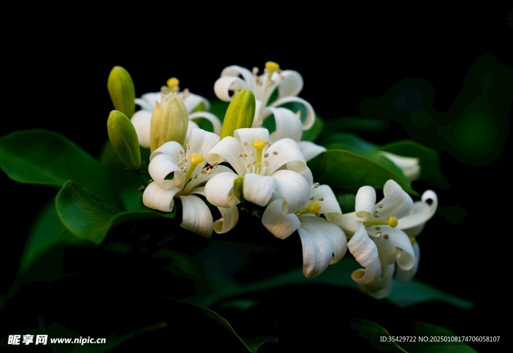 茉莉花