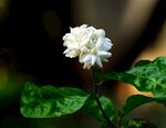 茉莉花