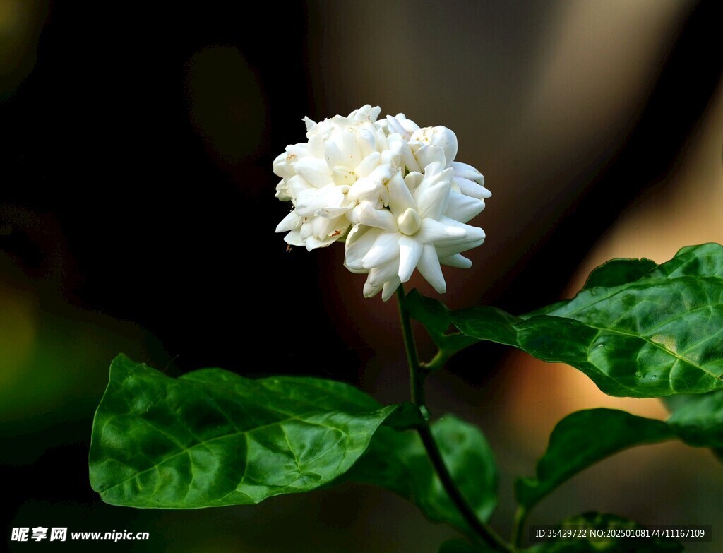 茉莉花