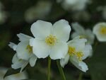 茉莉花
