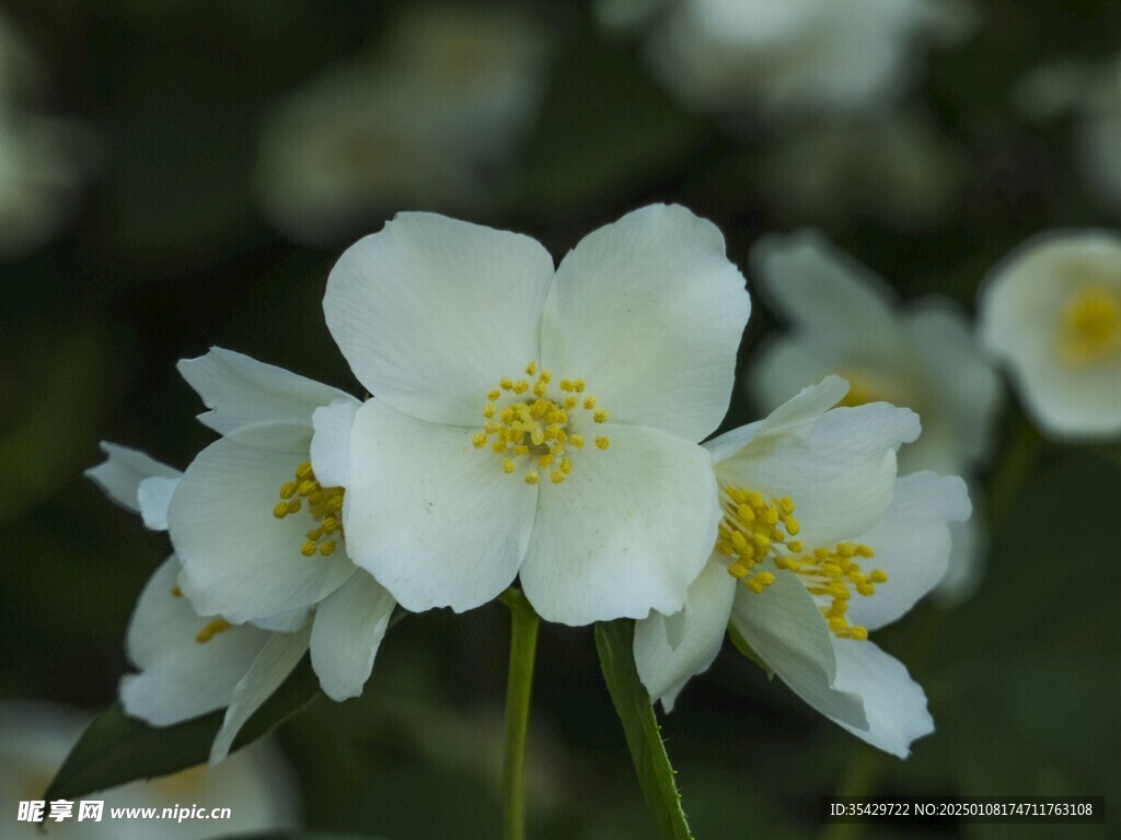 茉莉花